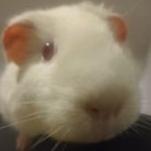 Meet your Posher, Martin